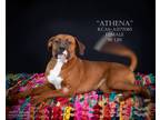 Adopt Athena a Boxer
