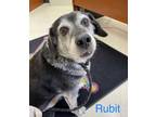 Adopt Rubit A-9 AVAILABLE a Beagle
