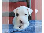 Dogo Argentino PUPPY FOR SALE ADN-569823 - Dogo argentino puppies