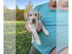 Labrador Retriever PUPPY FOR SALE ADN-569502 - Yellow and chocolate labs