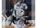 Goldendoodle PUPPY FOR SALE ADN-569845 - REDUCED Goldendoodle allergy friendly