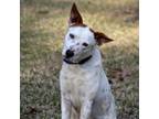 Adopt Max a Australian Cattle Dog / Blue Heeler