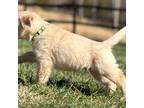 Golden Retriever Puppy for sale in Unknown, , USA