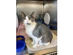 Adopt Squeakers a Domestic Short Hair