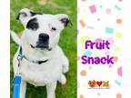 Adopt FRUIT SNACK a Pit Bull Terrier, Mixed Breed