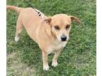 Adopt Chiquita a Beagle, Terrier