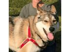 Adopt Tucker a German Shepherd Dog, Siberian Husky