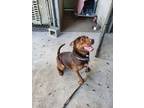 Adopt Bubba a Rottweiler, Pit Bull Terrier