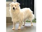 Adopt Sailor Moon a White Australian Shepherd / Mixed dog in Roseville