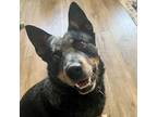 Adopt Mojo a Australian Cattle Dog dog in Yankton, SD (37567434)