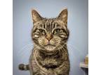 Adopt CARLEE a Domestic Shorthair / Mixed (short coat) cat in Battle Creek