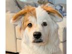 Adopt Koa a Jindo / Terrier (Unknown Type, Medium) / Mixed dog in San Ramon