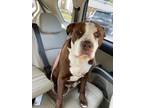 Adopt Daphne a Brown/Chocolate - with White American Staffordshire Terrier /