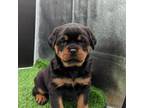 Rottweiler Puppy for sale in Dundee, OH, USA