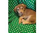 Adopt Rian a Red/Golden/Orange/Chestnut - with White Dachshund / Jack Russell