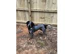 Adopt Otis a Gray/Blue/Silver/Salt & Pepper Bluetick Coonhound dog in Fairburn