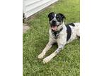 Adopt Atlas a Black - with White Australian Cattle Dog / Husky / Mixed dog in