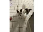Adopt Rena and Jessie a White Jack Russell Terrier / Fox Terrier (Wirehaired) /