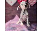 Dalmatian Puppy for sale in Kissimmee, FL, USA