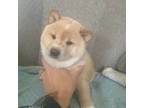 Shiba Inu Puppy for sale in Atglen, PA, USA