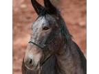 Adopt Willow a Donkey/Mule/Burro/Hinny / Mixed horse in Kanab, UT (35861735)