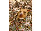 Adopt Brimo a Tan/Yellow/Fawn Pit Bull Terrier / Mixed dog in Freedom