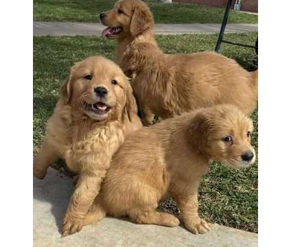 Golden retriever is a Golden Retriever Puppy For Sale in Santa Ana CA