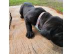 Cane Corso Puppy for sale in Stilwell, OK, USA