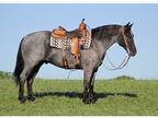 Swift Quarter Horse for sale