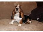 Lovely Basset Hound puppies For Sale
