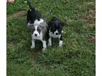 Excellent American Staffordshire Terrier Puppies