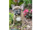 Gorgeous French Bulldog puppies for sale.