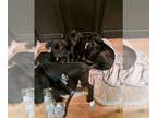 Great Dane PUPPY FOR SALE ADN-569923 - Great Dane puppies