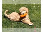 Goldendoodle PUPPY FOR SALE ADN-570249 - Stellas F1 english cream doodles