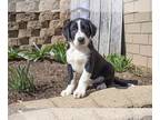 Labrador Retriever-Mutt Mix PUPPY FOR SALE ADN-570232 - Adorable Lab Mix puppies