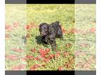 Poodle (Standard) PUPPY FOR SALE ADN-570252 - Standard poodle puppies