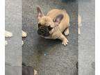 French Bulldog PUPPY FOR SALE 