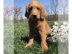 Goldendoodle PUPPY FOR SALE ADN-569925 - F1 Standard Golden Doodle Puppies