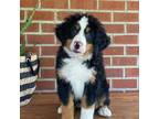 Bernese Mountain Dog Puppy for sale in Farmville, VA, USA