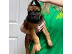 Cane Corso Puppy for sale in Wichita Falls, TX, USA