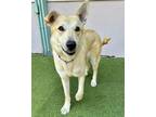Adopt Patty a Collie / Great Pyrenees / Mixed dog in Novato, CA (37576712)