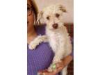 Adopt Half Pint a Tan/Yellow/Fawn Cairn Terrier / Terrier (Unknown Type