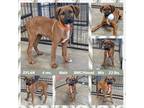 Adopt DYLAN a Brown/Chocolate - with Black Black Mouth Cur / Labrador Retriever