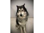 Adopt Odin a Gray/Blue/Silver/Salt & Pepper Husky / Mixed dog in Key West