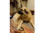 Adopt Millie a Tan/Yellow/Fawn Anatolian Shepherd / Mixed dog in Gwinn