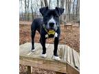 Adopt Chase a Black - with White Labrador Retriever / Pit Bull Terrier dog in