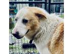 Adopt JASPER a White - with Tan, Yellow or Fawn Great Pyrenees / Mixed dog in