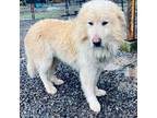 Adopt HUXLEY a White - with Tan, Yellow or Fawn Great Pyrenees / Mixed dog in