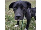 Adopt Crane a Black Catahoula Leopard Dog / Mixed dog in Ottawa, KS (37573303)