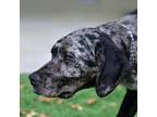 Adopt Swift a Gray/Silver/Salt & Pepper - with Black Catahoula Leopard Dog /